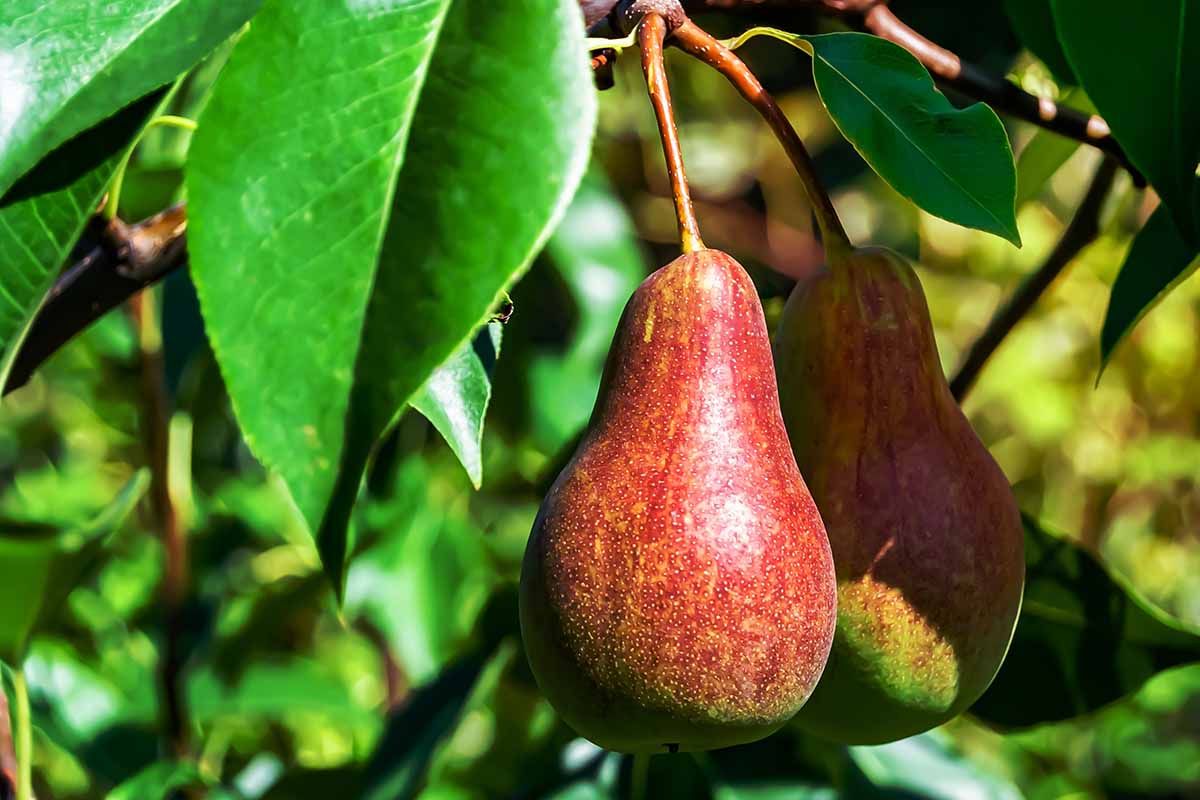 Red Bartlett Pear Fruit Seeds for Planting – Heirloom Non-GMO Crisp Juicy Tree Seeds with High Germination