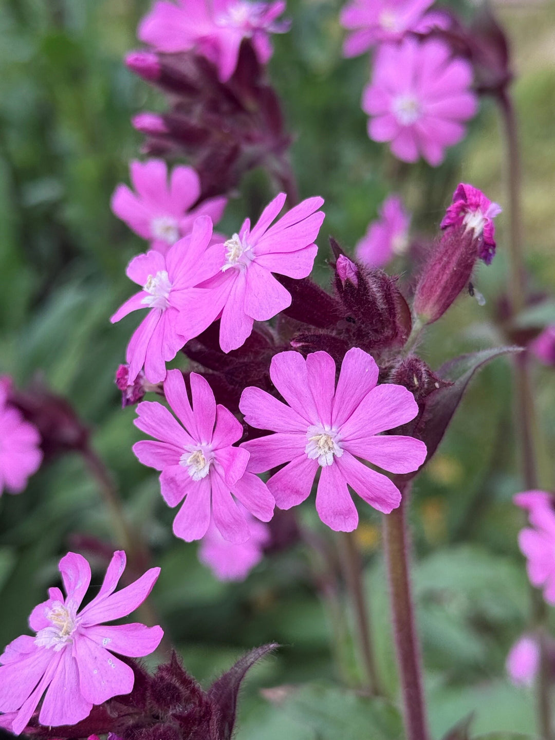 Campion Flower Seeds for Planting – Wildflower Mix, Heirloom Non-GMO, High Germination Organic Garden Seeds
