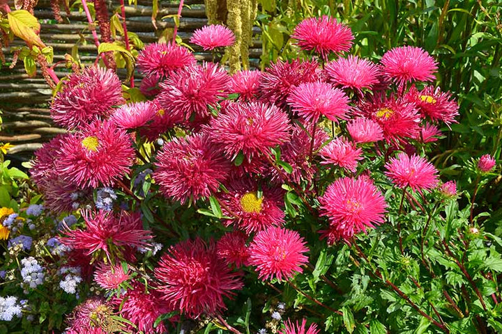 Red China Aster Flower Seeds for Planting – Heirloom, Non-GMO, High Germination, Cut Flower Favorite