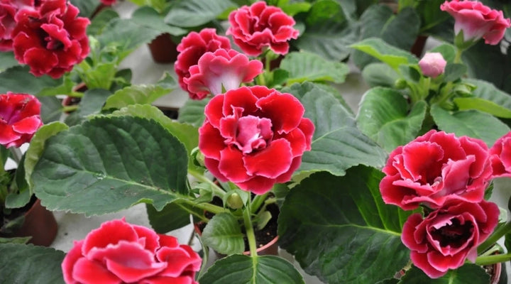 Dark Red Yellow Gloxinia Flower Seeds for Planting – Heirloom, Non-GMO, Bright Blooms, High Germination