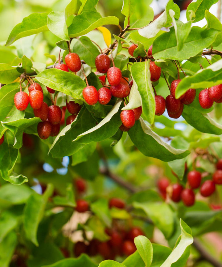 Goumi Berry Fruit seeds for planting – Heirloom & Non-GMO Garden seeds