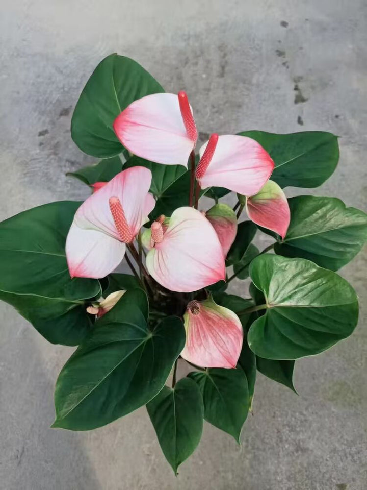 White Pink Anthurium Flower Seeds for Planting – Heirloom, Non-GMO, High Germination Organic Garden Seeds