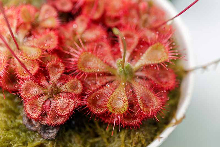 Dark Red Sundew Seeds for Planting – Heirloom, Non-GMO, High Germination Border Variety