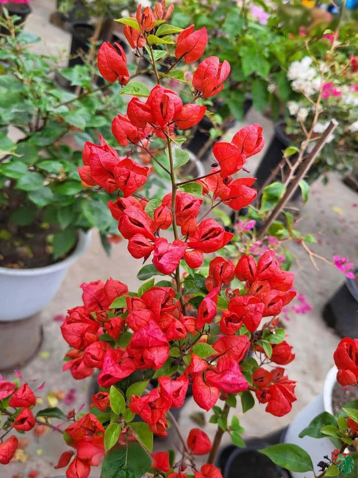 Bougainvillea Flower Seeds for Planting – Heirloom Non-GMO, High Germination Organic Garden Seeds
