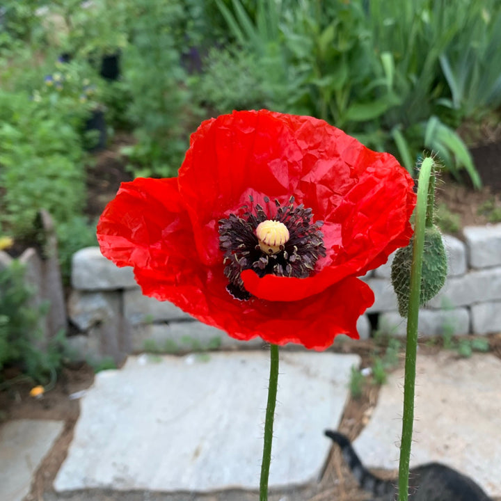 Red Eschscholtzia Flower Seeds for Planting - Heirloom, Non-GMO, High Germination Organic Garden Seeds