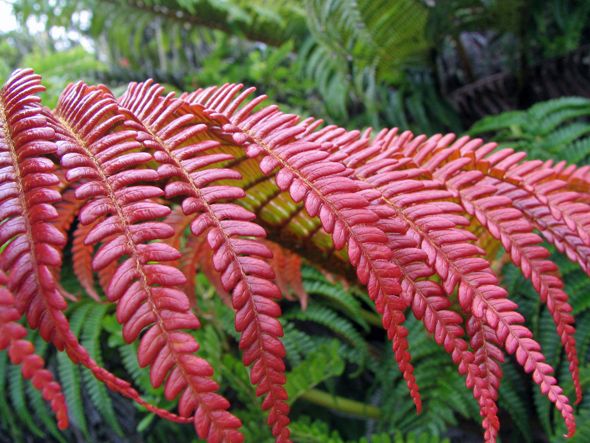 Red Fern for Planting – Heirloom, Non-GMO, High Germination Organic Garden Seeds, Drought Tolerant for Home Garden