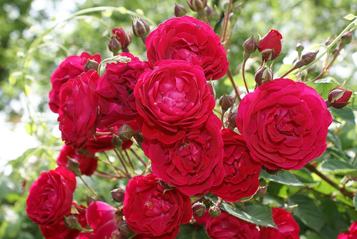 Fragrant Red Rose Flower Seeds for Planting – Heirloom Non-GMO, High Germination Organic Garden Seeds