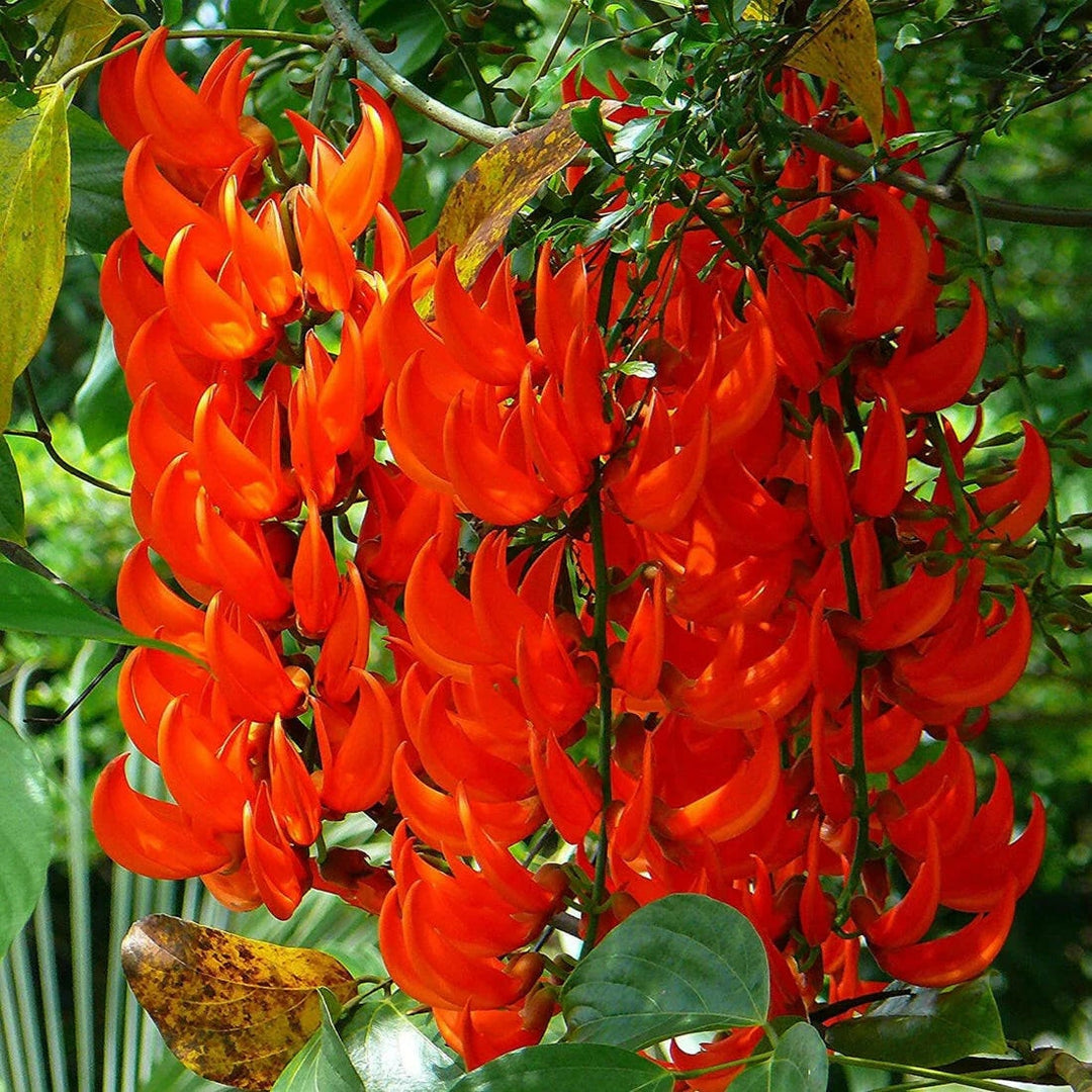Red Strongylodon Flower Seeds for Planting – Heirloom, Non-GMO, High Germination Organic Garden Seeds