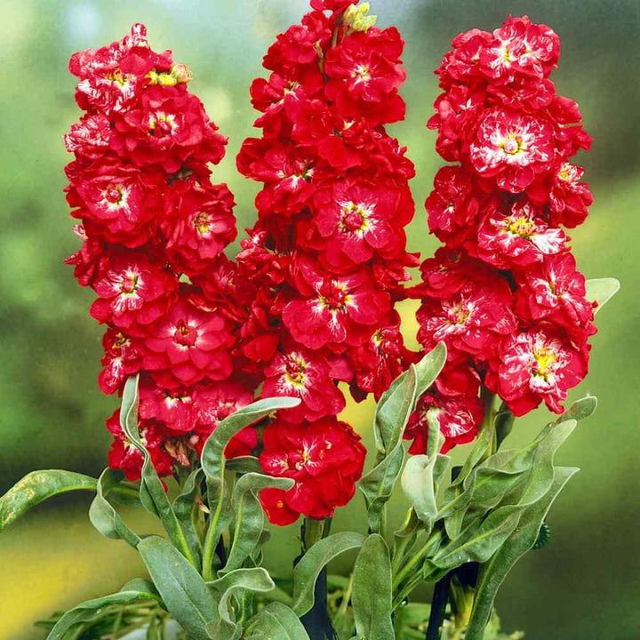 Red Mini Matthiola Incana Flower Seeds for Planting - Heirloom, Non-GMO, High Germination Organic Garden Seeds