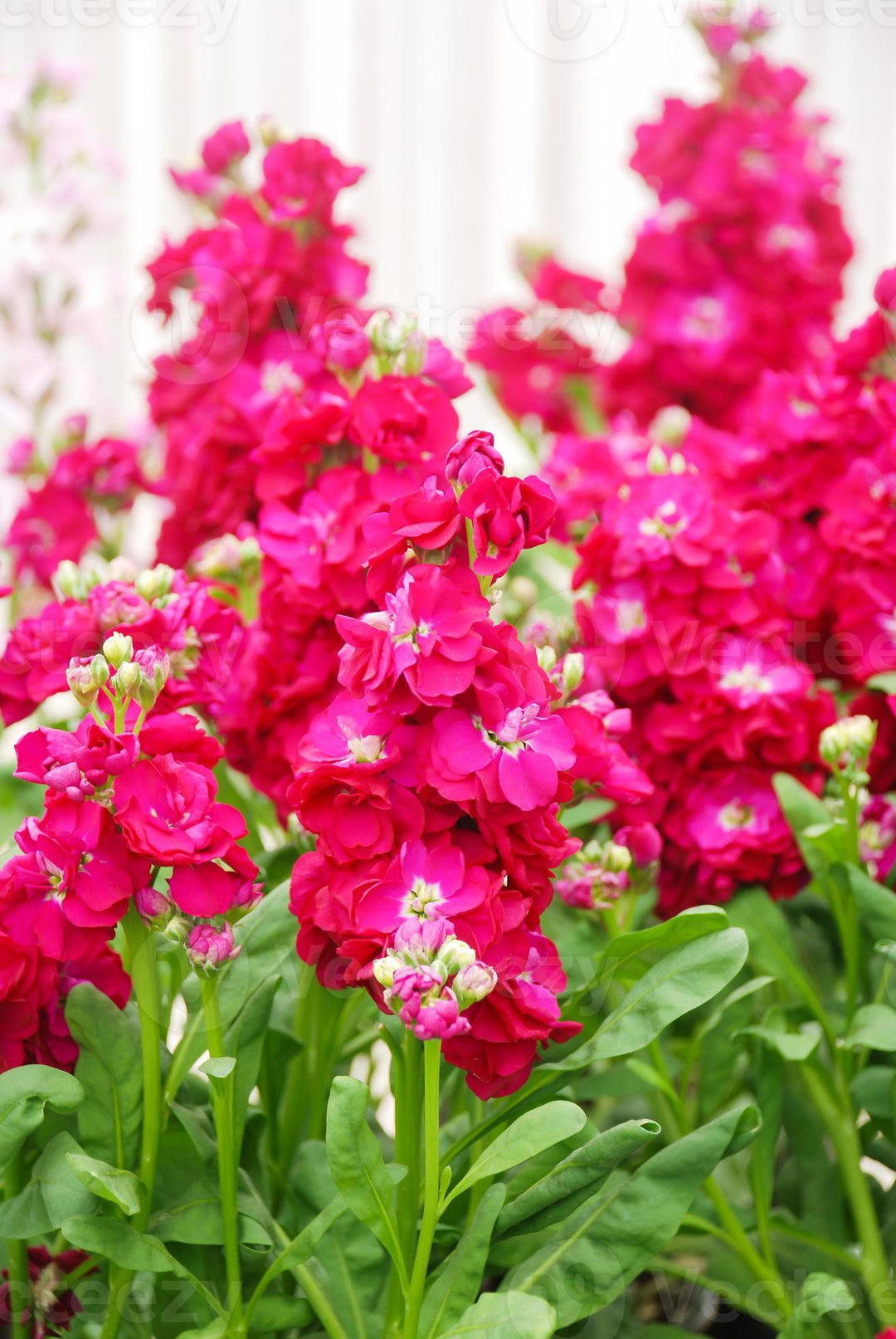 Red Mini Matthiola Incana Flower Seeds for Planting - Heirloom, Non-GMO, High Germination Organic Garden Seeds