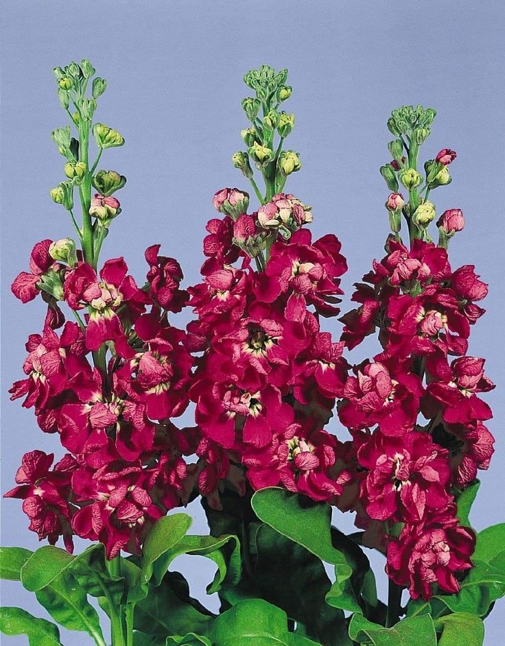 Red Mini Matthiola Incana Flower Seeds for Planting - Heirloom, Non-GMO, High Germination Organic Garden Seeds