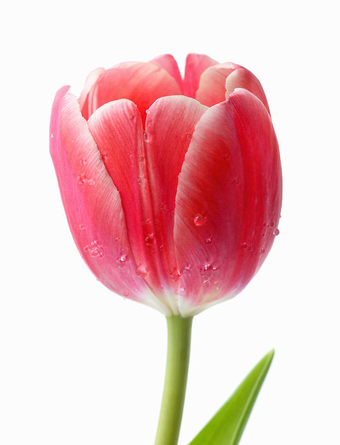 Red Pink Tulip Flower Seeds for Planting - Heirloom, Non-GMO, Sun-Loving Organic Garden Seeds with High Germination