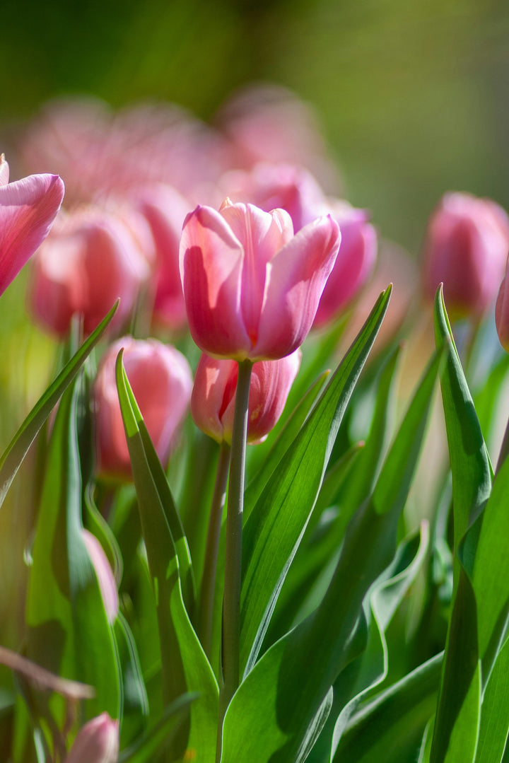 Red Pink Tulip Flower Seeds for Planting - Heirloom, Non-GMO, Sun-Loving Organic Garden Seeds with High Germination