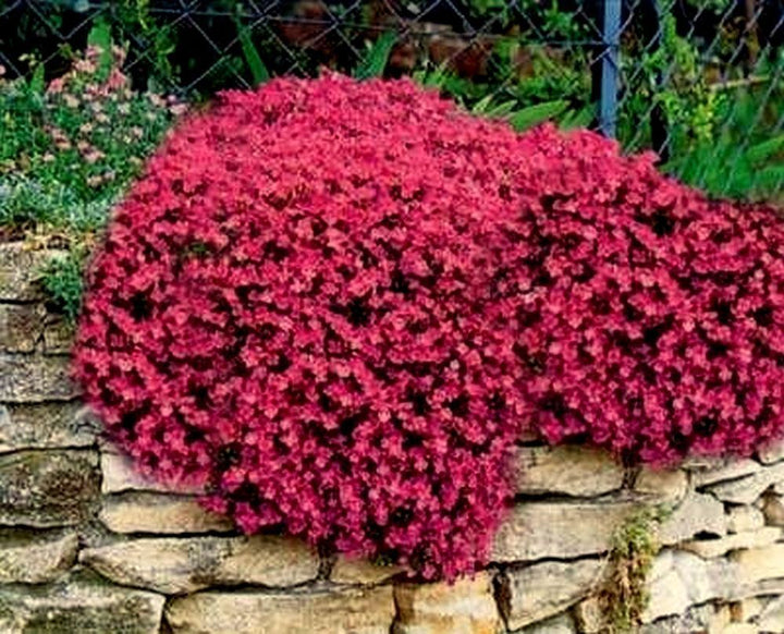 Red Aubrieta Rock Cascade Seeds for Planting – Heirloom, Non-GMO, High Germination