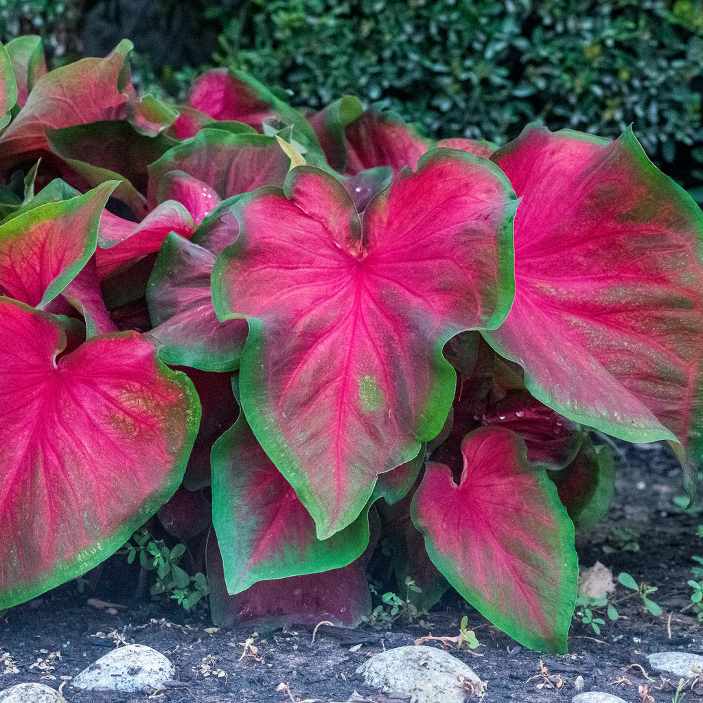 Caladium Bicolor Red Mix Flower Seeds – Heirloom, Non-GMO, High Germination Organic Garden Seeds for Planting