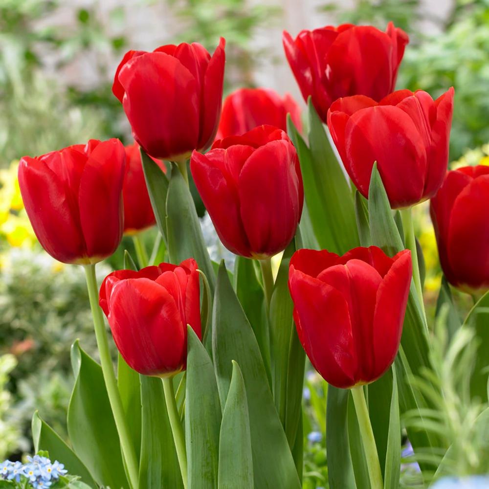 Red Tulip Flower Seeds for Planting – Heirloom, Non-GMO, High Germination Organic Garden Seeds, Sun-Loving Spring Bloomer
