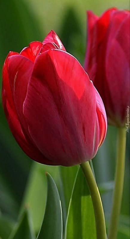 Red Tulip Flower Seeds for Planting – Heirloom, Non-GMO, High Germination Organic Garden Seeds, Sun-Loving Spring Bloomer