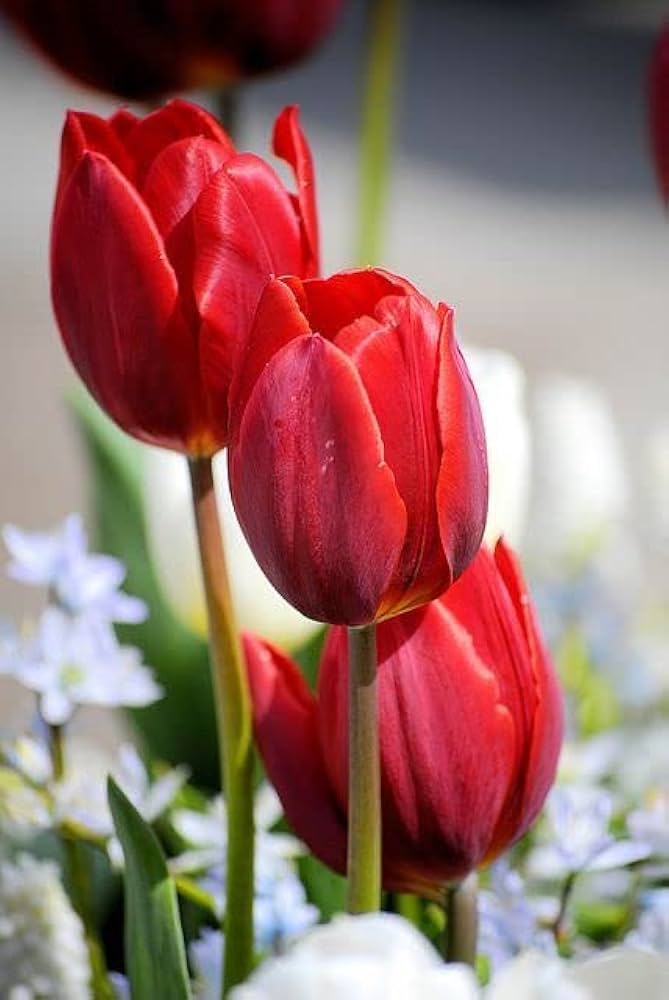 Red Tulip Flower Seeds for Planting – Heirloom, Non-GMO, High Germination Organic Garden Seeds, Sun-Loving Spring Bloomer