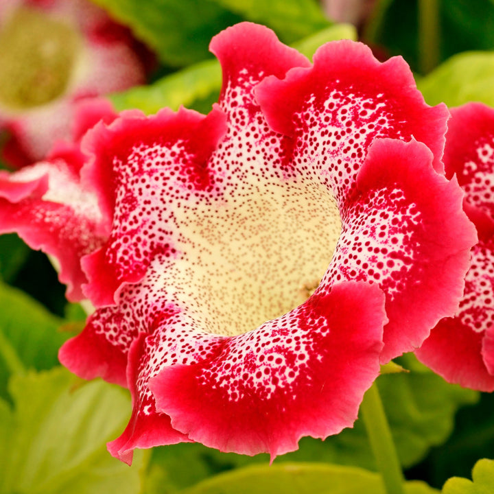 Red Yellow Gloxinia Sinningia Flower Seeds for Planting – Heirloom, Non-GMO, Drought Tolerant, High Germination