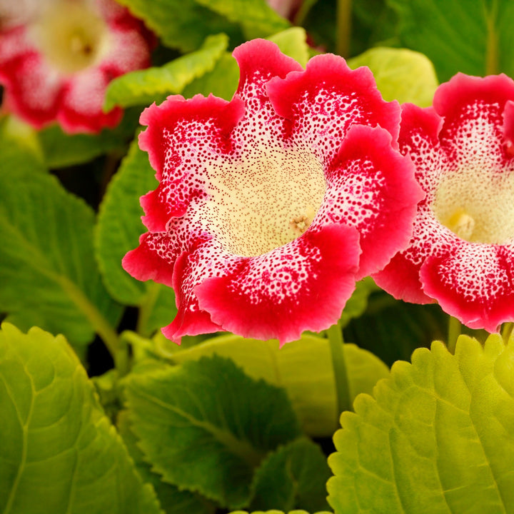 Red Yellow Gloxinia Sinningia Flower Seeds for Planting – Heirloom, Non-GMO, Drought Tolerant, High Germination