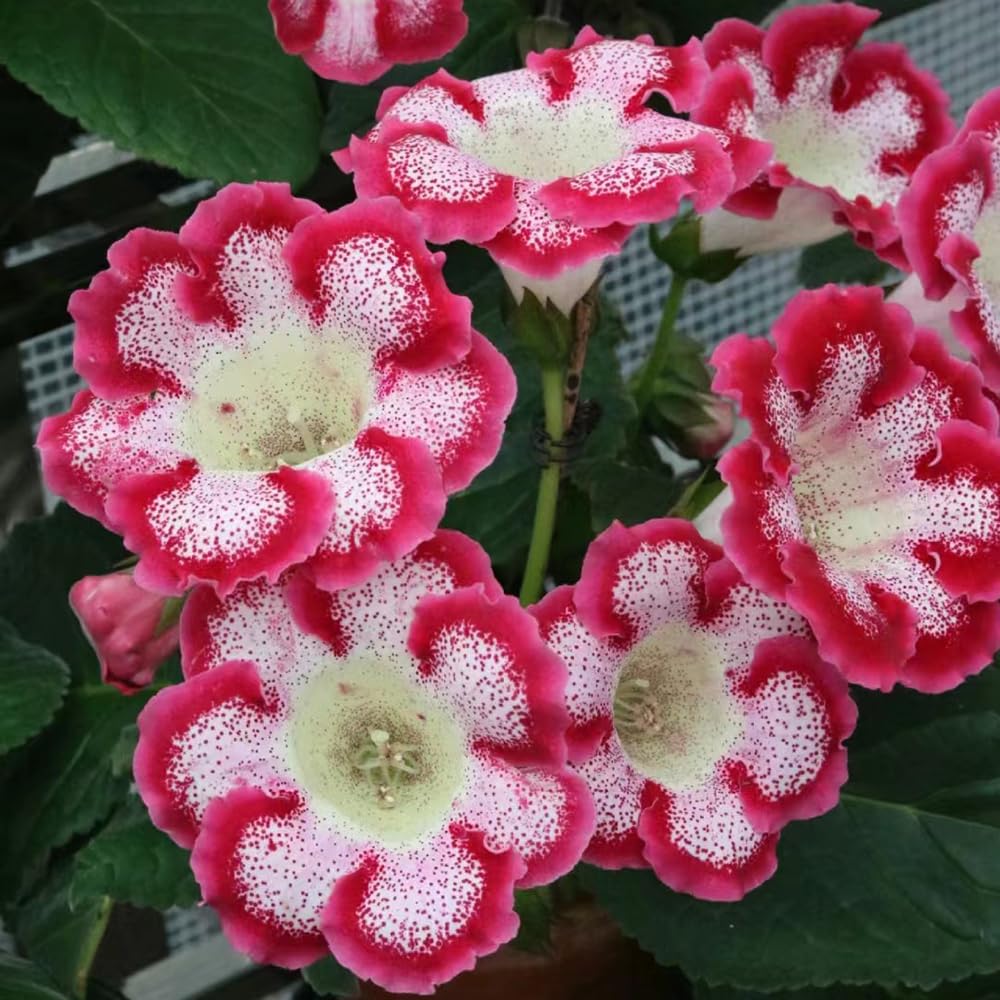 Red Yellow Gloxinia Sinningia Flower Seeds for Planting – Heirloom, Non-GMO, Drought Tolerant, High Germination