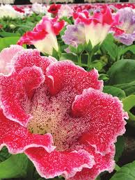 Red Yellow Gloxinia Sinningia Flower Seeds for Planting – Heirloom, Non-GMO, Drought Tolerant, High Germination