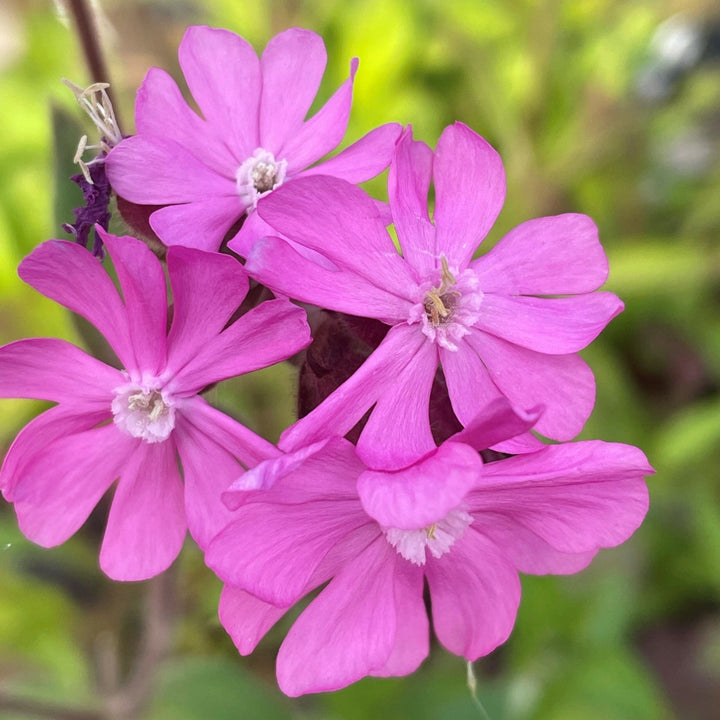 Campion Flower Seeds for Planting – Wildflower Mix, Heirloom Non-GMO, High Germination Organic Garden Seeds
