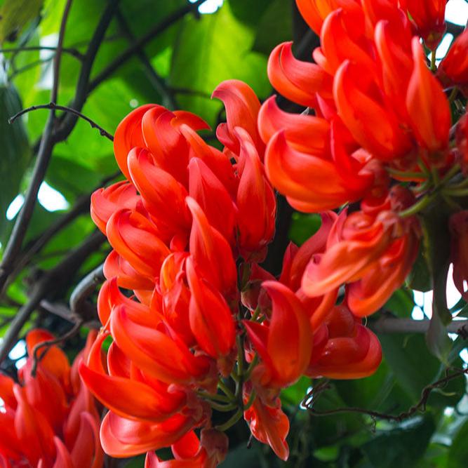 Red Jade Vine (Mucuna Bennettii) Flower Seeds for Planting – Pollinator Friendly, Heirloom, Non-GMO, High Germination Organic Garden Seeds