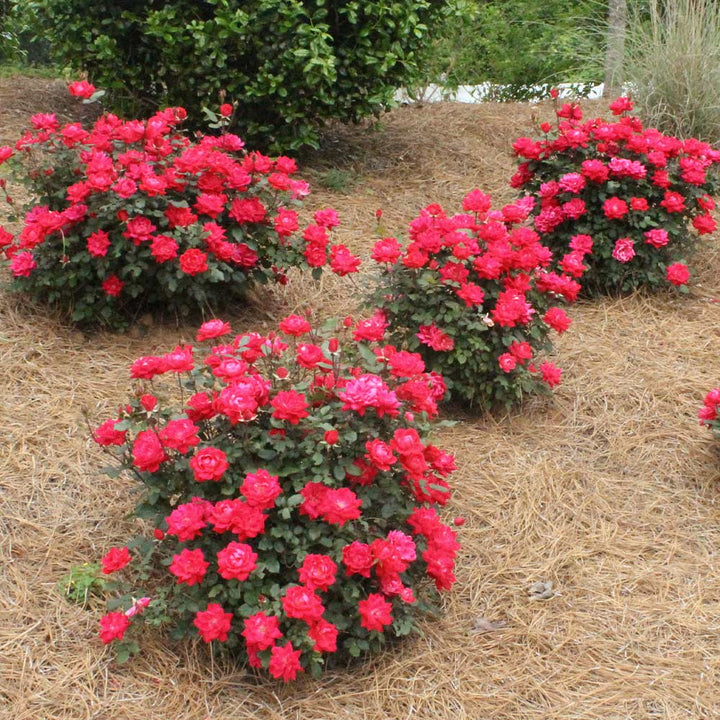 Red Away Rose Flower Seeds for Planting – Heirloom, Non-GMO, Sun-Loving High Germination Seeds
