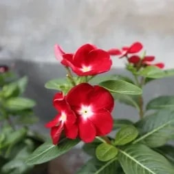 Red Periwinkle Vinca Flower Seeds for Planting – Heirloom, Non-GMO, Sun Loving, High Germination Seeds