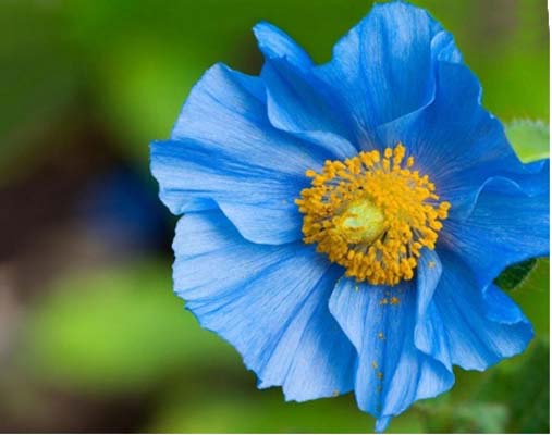 Sky Blue Eschscholtzia Flower Seeds for Planting – Heirloom, Non-GMO, High Germination Organic Garden Seeds for Cut Flower Gardens