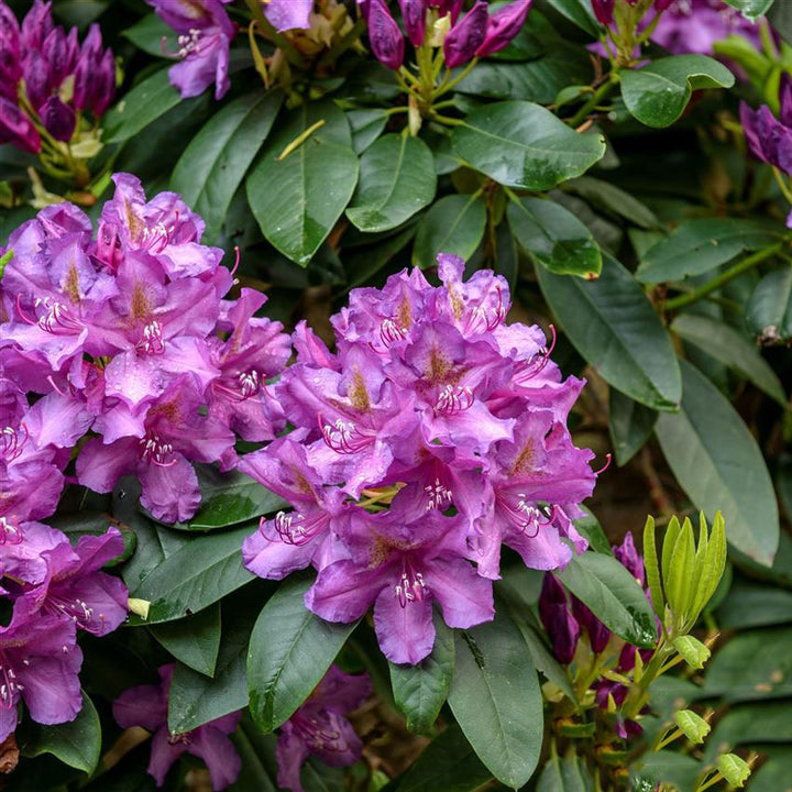 Violet Brown Rhododendron Flower Seeds for Planting – Heirloom, Non-GMO, High Germination Seeds