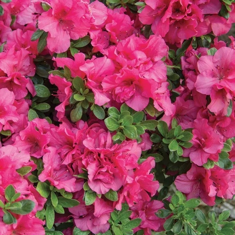 Dark Pink Azalea Flower Seeds for Planting – Heirloom Non-GMO Organic Garden Seeds High Germination