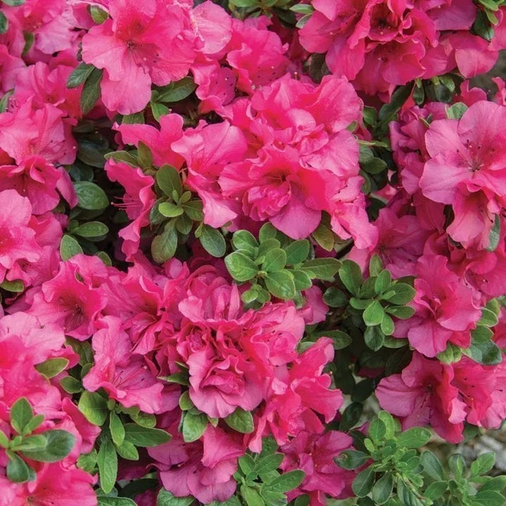 Dark Pink Azalea Flower Seeds for Planting – Heirloom Non-GMO Organic Garden Seeds High Germination