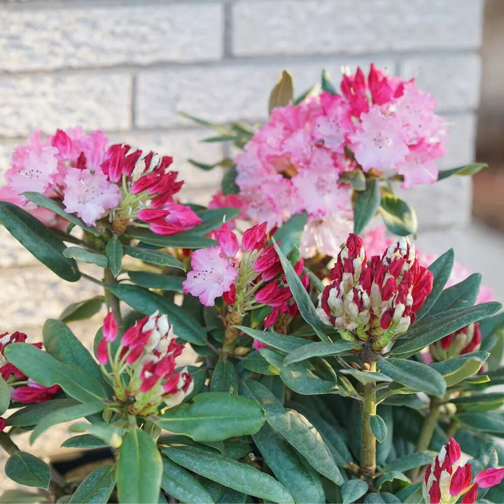 Rhododendron Flower Seeds for Planting Mixed Colors – Heirloom Non-GMO, High Germination Organic Garden Seeds