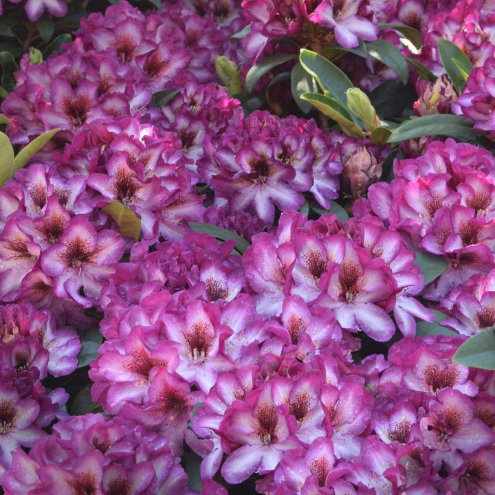 Flower Seeds, Seeds,Seeds For Planting,Plant Seeds
