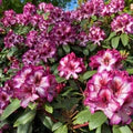 Pink Rhododendron Hans Flower Seeds for Planting – Heirloom, Non-GMO Colorful Organic Garden Seeds