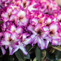 Pink Rhododendron Hans Flower Seeds for Planting – Heirloom, Non-GMO Colorful Organic Garden Seeds