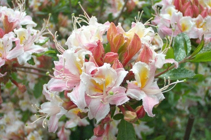 Western Azalea Flower Seeds for Planting – Heirloom, Non-GMO, High Germination