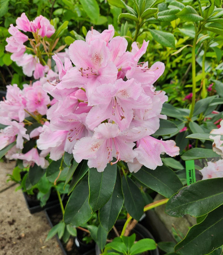 Baby Pink Rhododendron Flower Seeds for Planting – Heirloom, Non-GMO, Long Bloom, High Germination