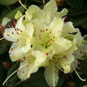 Green Rhododendron Flower Seeds for Planting – Heirloom, Non-GMO, High Germination Seeds