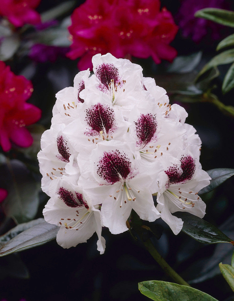 White Maroon Rhododendron Flower Seeds for Planting – Heirloom, Non-GMO, High Germination Seeds
