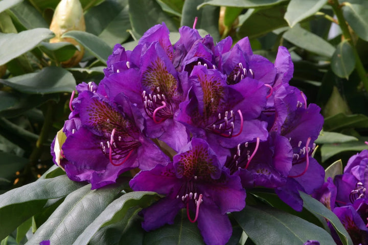Light Purple Brown Rhododendron Flower Seeds for Planting – Heirloom Non-GMO Organic Garden Seeds
