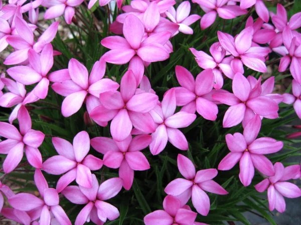 Rhodohypoxis Flower Seeds for Planting – Hardy Variety Heirloom Non-GMO, High Germination Organic Garden Seeds