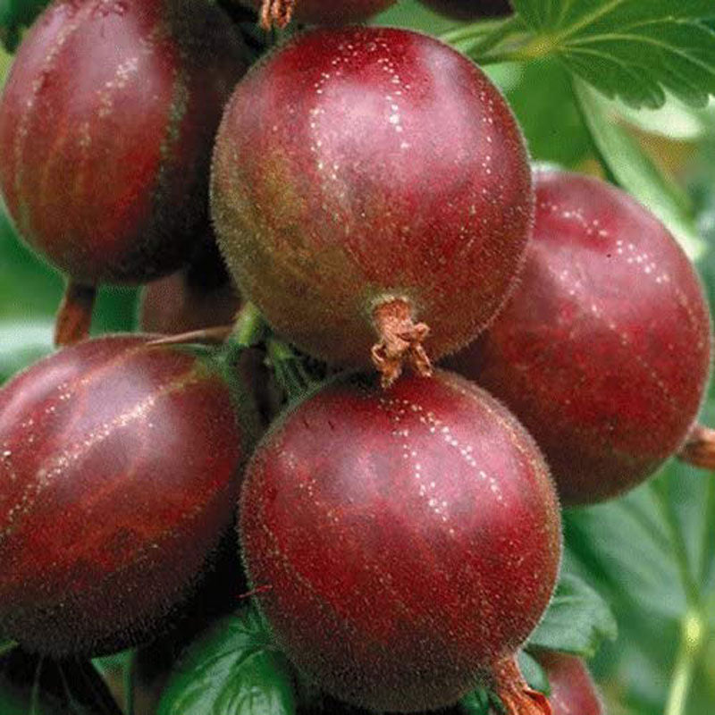Hinnomaki Red Gooseberry fruit seeds for planting – Heirloom & Non-GMO Garden seeds