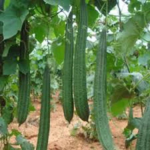 Ridge Gourd Vegetable Seeds for Planting – Heirloom & Non-GMO Garden Seeds