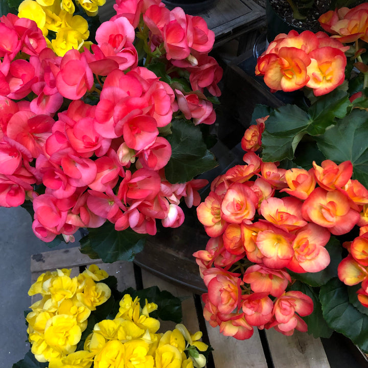 Rieger Begonia Flower seeds for Planting - Drought Tolerant, Heirloom & GMO Free Seeds for Home Garden