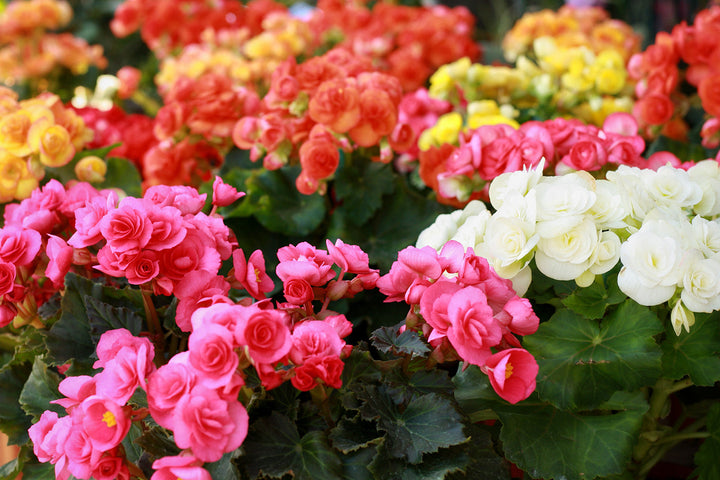 Flower Seeds, Seeds,Seeds For Planting,Plant Seeds