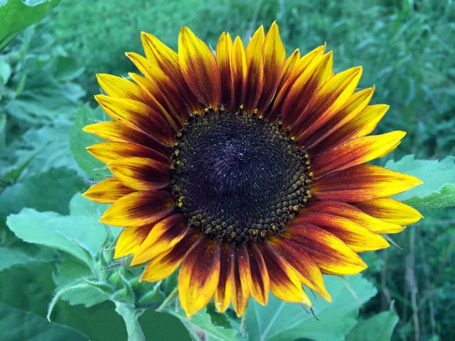 Yellow Brown Sunflower Seeds for Planting – Heirloom, Non-GMO, Seasonal Bloomer, High Germination