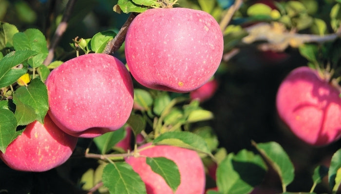 Japanese Fuji Apple Fruit seeds for planting – Heirloom & Non-GMO Garden seeds